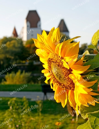 Sonnenblume mit dem neuen Schloss