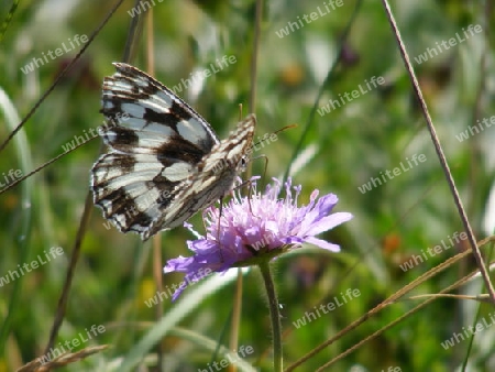 Schmetterling