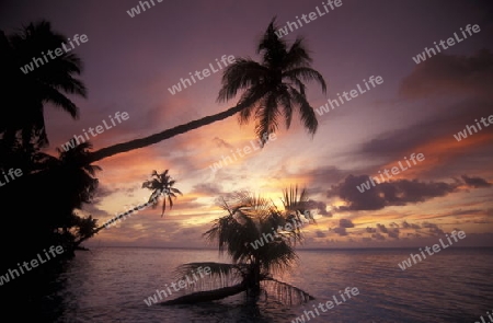 
Palmen am Strand der Insel Meeru im Northmale Atoll auf den Inseln der Malediven im Indischen Ozean.