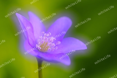 Leberbl?mchen (Anemone hepatica), Doppelbelichtung, Berlin, Deutschland, Europa