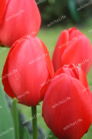 Tulpen rot 2