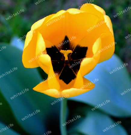 Tulpe