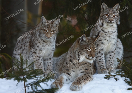 Luchs Mit Jungtier