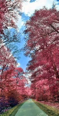 Beautiful pink and purple infrared panorama of a countryside landscape with a blue sky.