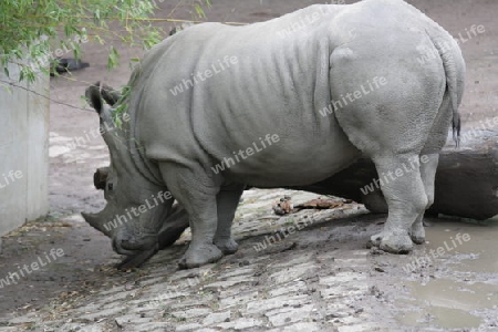 Nashorn - Rhinocerotidae