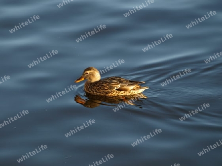 Ente auf der Spree