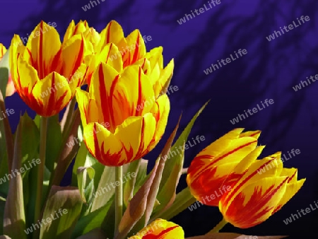 Tulpen