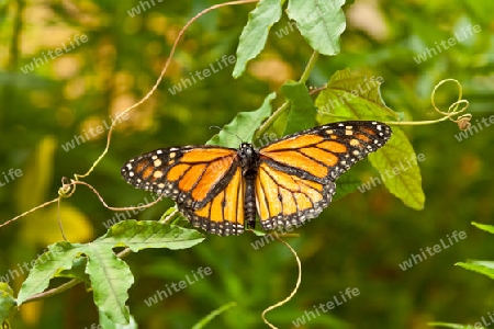 Monarchfalter - Danaus plexippus