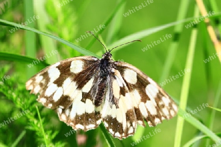 Schmetterling