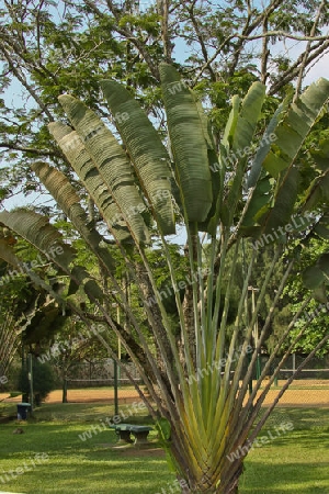 Vegetation in Sri Lanka