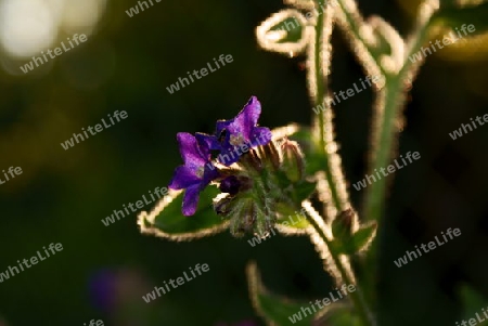 Ochsenzungen (Anchusa)