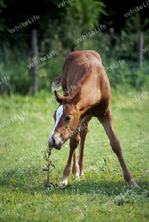 Quarter Horse Fohlen