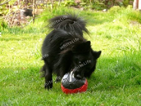 Jamie Schipperke - Fl?mischer Sch?ferhund mit Ball P1220302