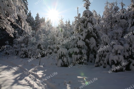 Schneelandschaft