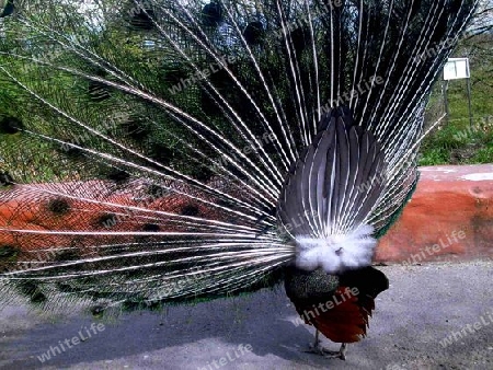 Pfau von Hinten