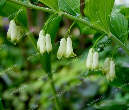 Salomonsiegel in Bl?te - Polygonatum ododratum