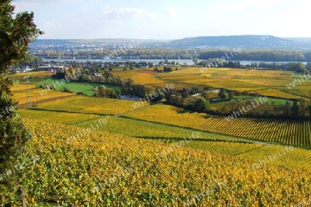 Blickrichtung Ingelheim