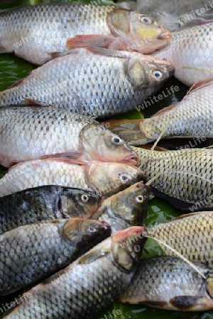 fresh Fisch on the Market in the town of Nyaungshwe at the Inle Lake in the Shan State in the east of Myanmar in Southeastasia.