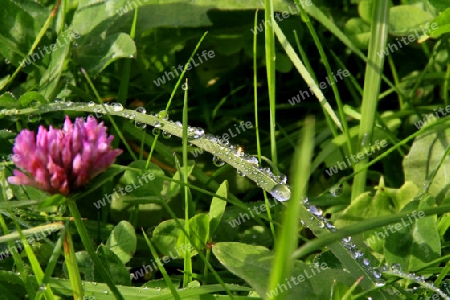 Gras mit Tautropfen und Sonne