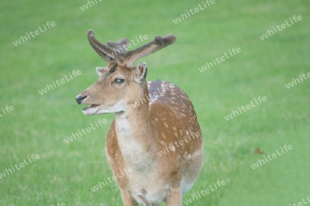 a fallow deer-bull on a green glade  ein Damhirsch-Bulle auf einer gr?nen Lichtung