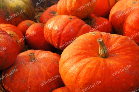 Fresh Pumpkins for halloween