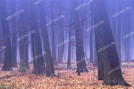 Wald