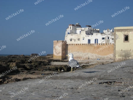 M?we vor Essaouira