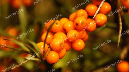 Glowing rowan berries in a green tree in the morning sun