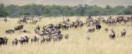 Herde Wei?bartgnus, Gnu, Gnus (Connochaetes taurinus) auf der Wanderung, great Migration,  durch die Masai Mara, Kenia, Afrika