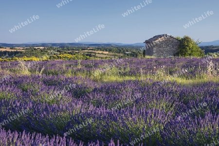 Lavendel in der Provence