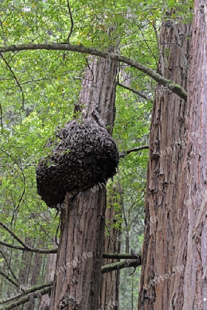 Baumpilz an einem Kustenmammutbaum, Redwoods,  Sequoia sempervirens, Muir Woods Nationalpark, Kalifornien, USA