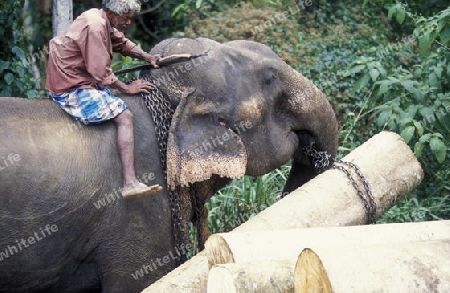 Asien, Indischer Ozean, Sri Lanka,
Ein Elefant hilft beim beladen einse Holz Transportes in der naehe von Nuwara Eliya in Zentralen Gebierge von Sri Lanka. (URS FLUEELER)






