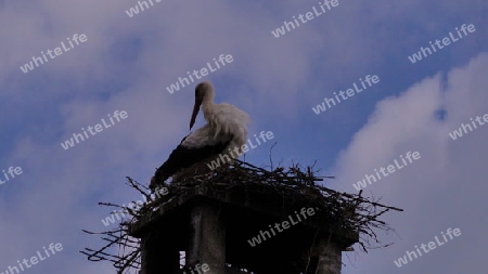 Storch  