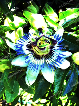 bluete einer passionsblume