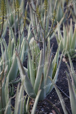 a Aloe Vera cactus Plantation the Island of Lanzarote on the Canary Islands of Spain in the Atlantic Ocean. on the Island of Lanzarote on the Canary Islands of Spain in the Atlantic Ocean.
