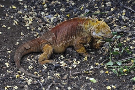 Drusenkopf auf Galapagos