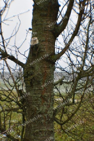 Orthop?die am Baum_ia