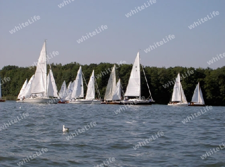 regatta