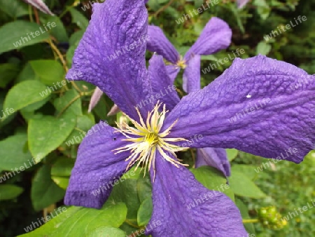 Clematis