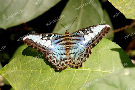 schmetterling