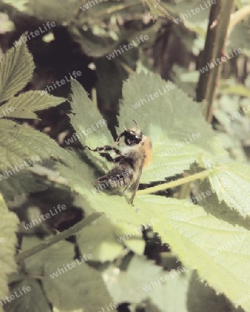 Pause in der Sonne (Ackerhummel)II