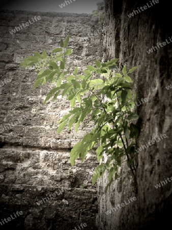 Burgruine Leofels