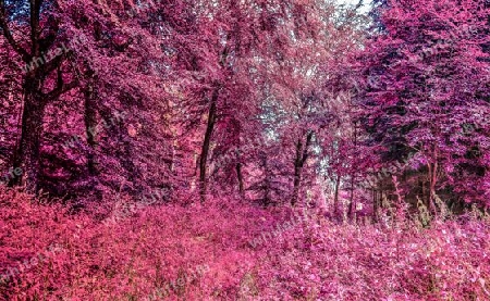 Beautiful pink and purple infrared panorama of a countryside landscape with a blue sky.