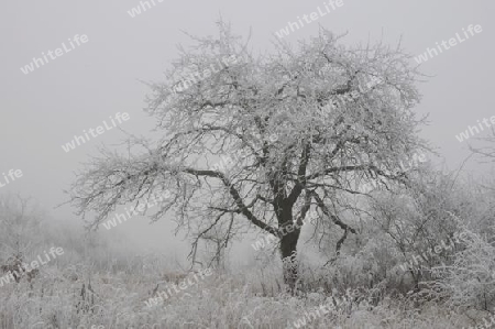 Baum mit Raureif