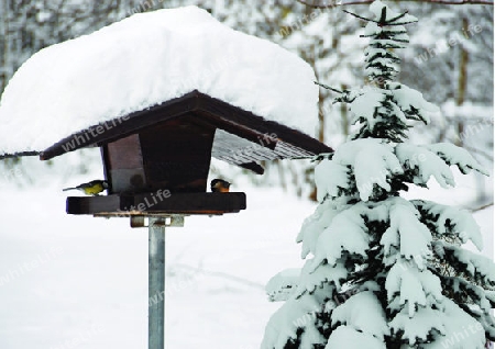 Vogelf?tterung im Schnee