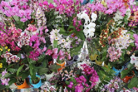 bunte Orchideen