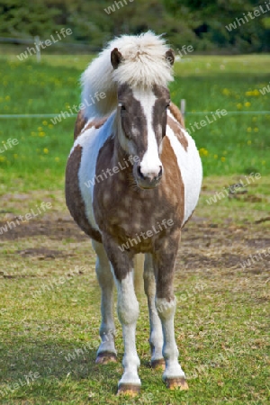 Island Pony