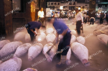 Tuna Fish at the Tsukiji Fishmarket in the City of Tokyo in Japan in Asia,