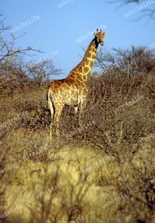 Giraffe