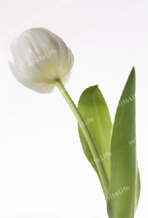 tulpe2